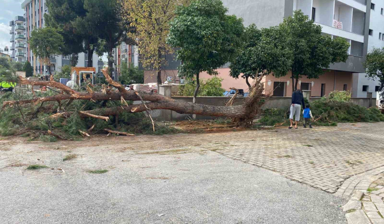 Kuruyan Çam Ağacı Yolu Kapadı!